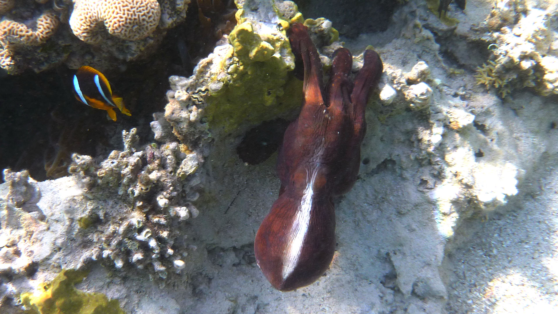 Roter Krake - Octopus cyaneus