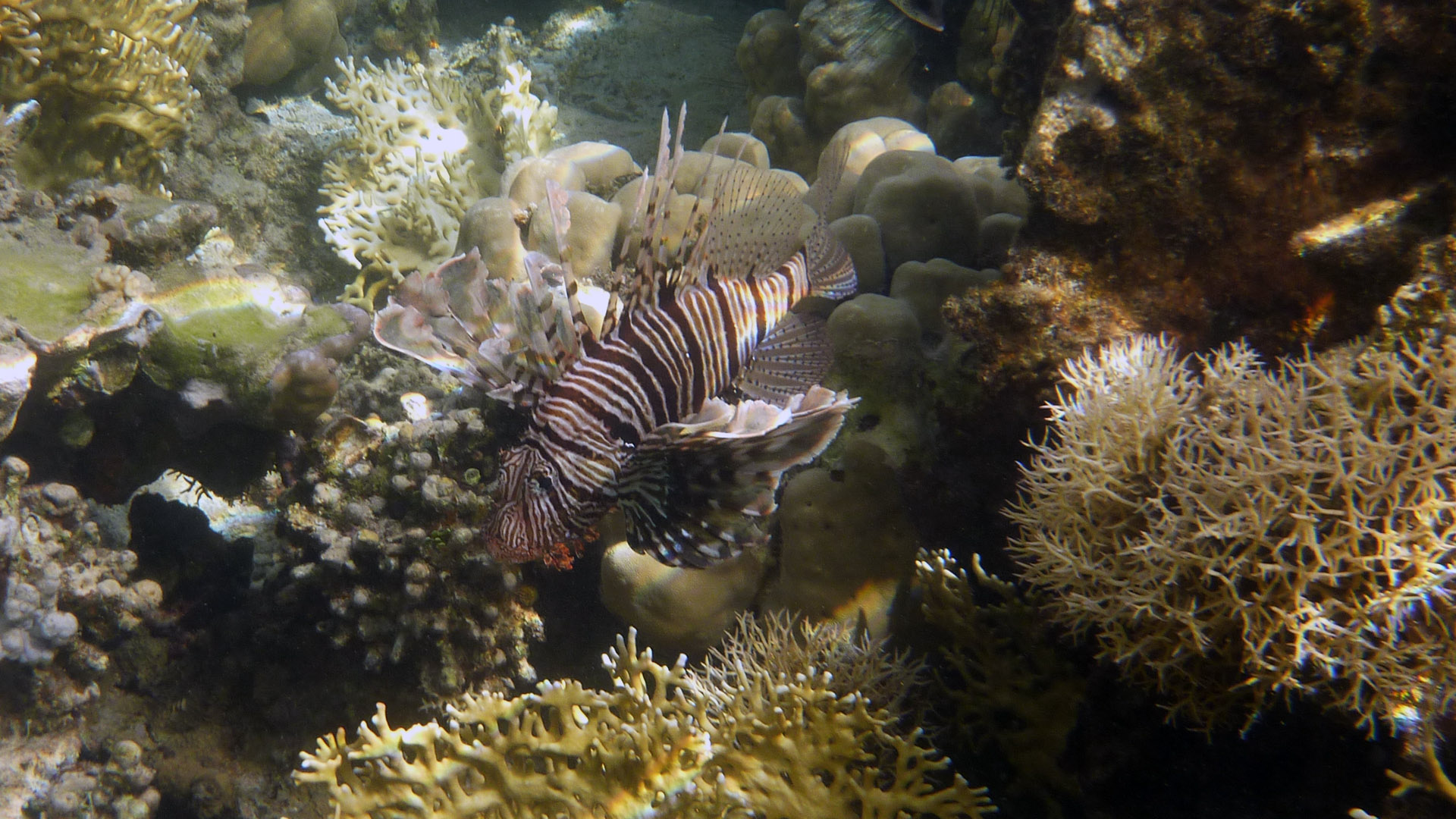 Indischer Rotfeuerfisch - Indian lionfish - Pterois miles