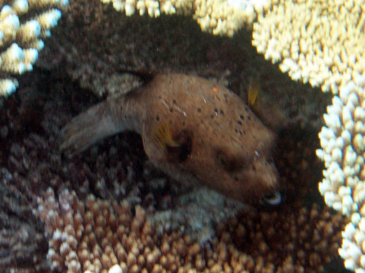 Schwarzfleck-Kugelfisch Arothron nigropunctatus