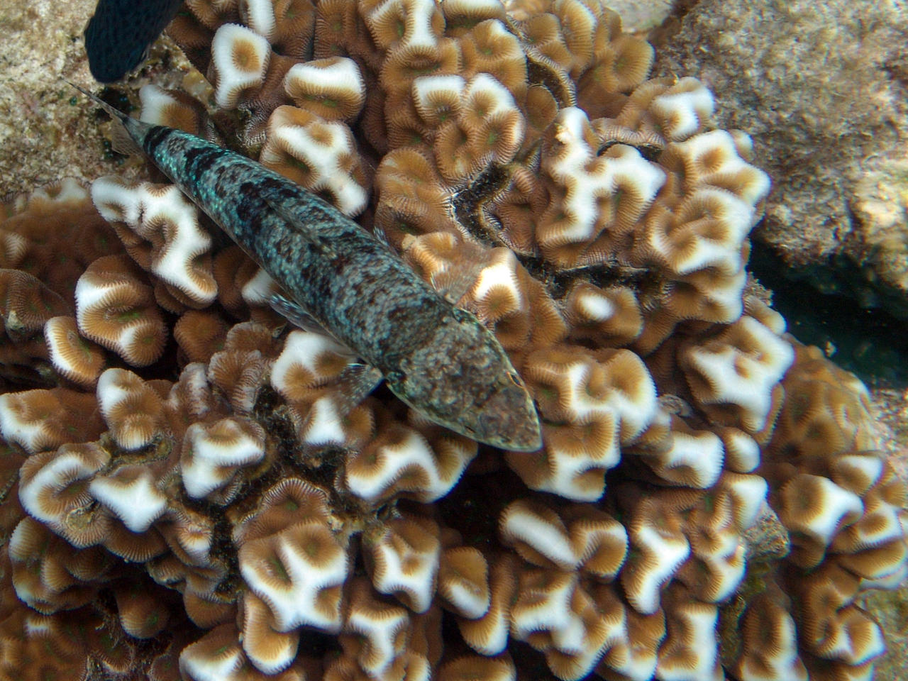Riff-Eidechsenfisch - Synodus variegatus