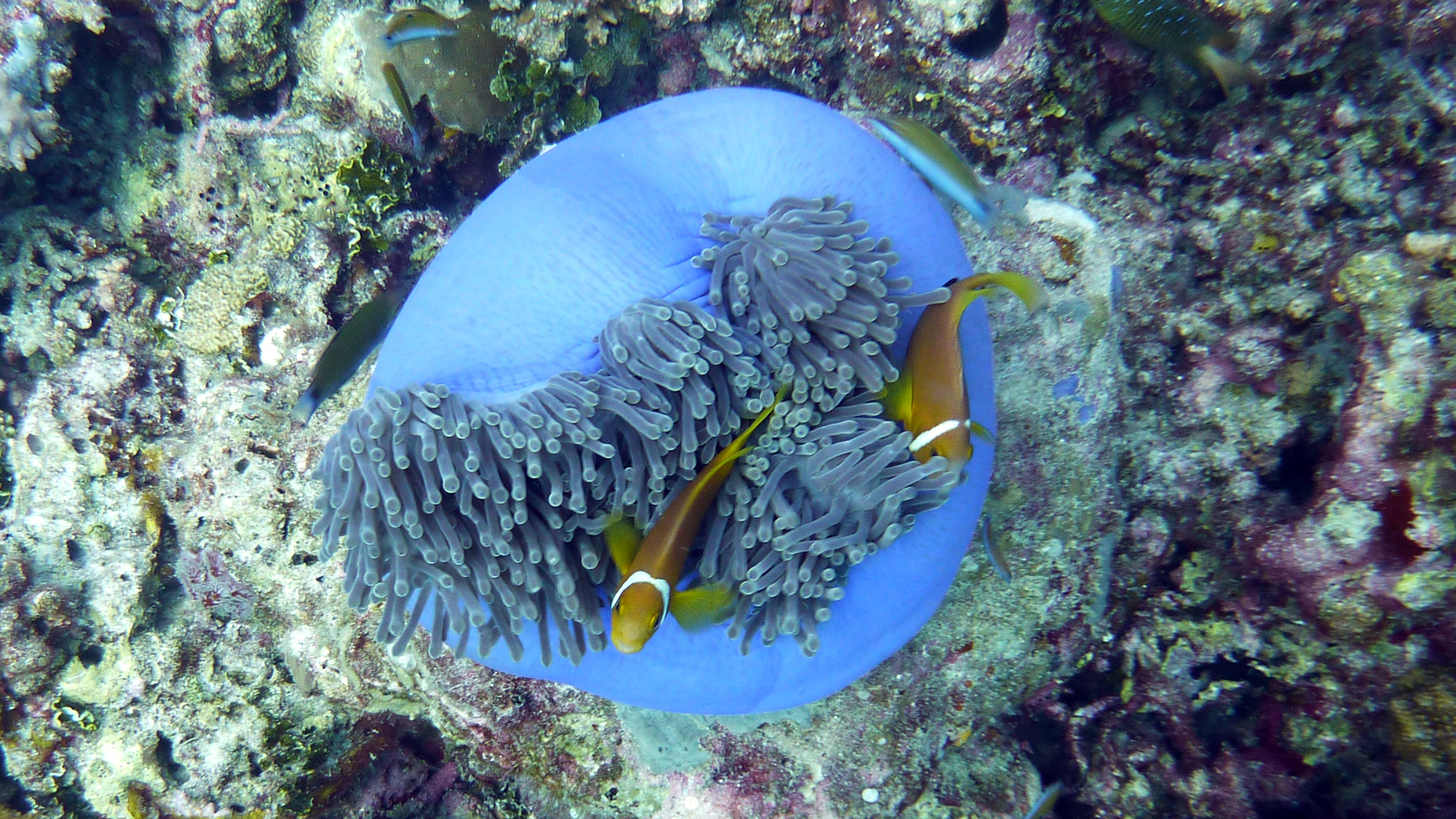 Malediven-Anemonenfisch - Amphiprion nigripes