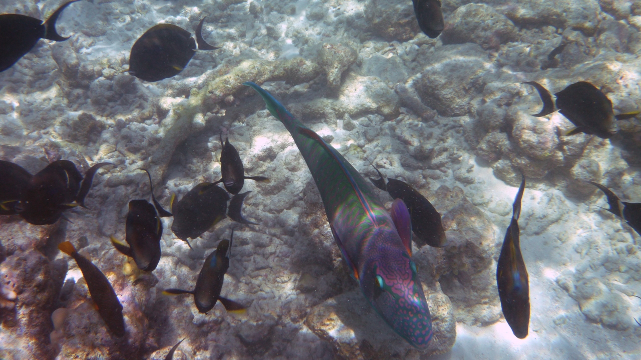 Masken-Papageifisch - Bicolour parrotfish - Cetoscarus bicolor