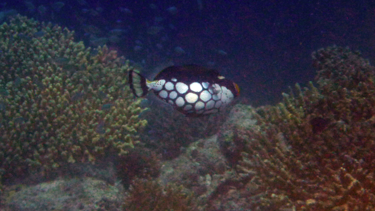 Leoparden-Drückerfisch - Clown triggerfish - Balistoides conspicillum