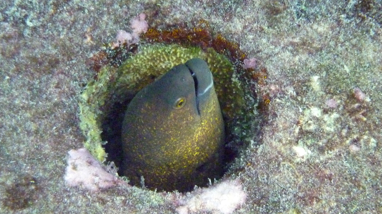 Rußkopf-Muräne - Yellow-edged moray - Gymnothorax flavimarginatus