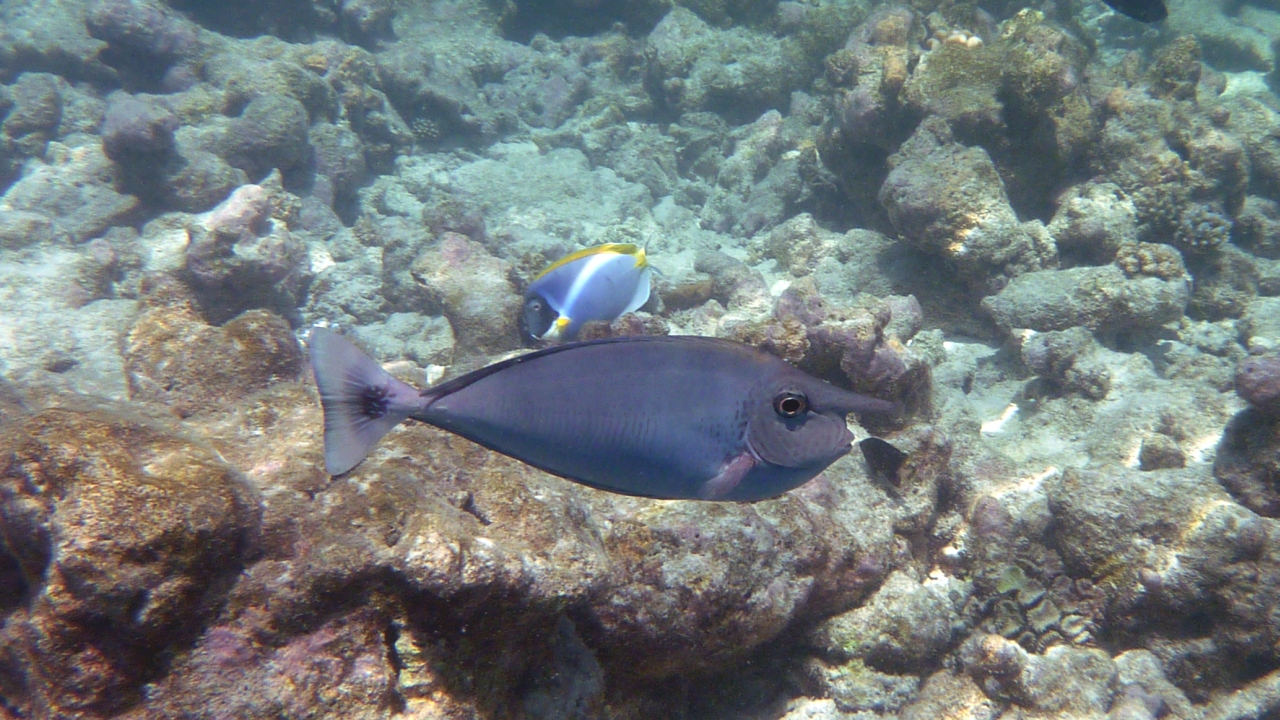 Schärpen-Nasendoktor - Spotted unicornfish - Naso brevirostris