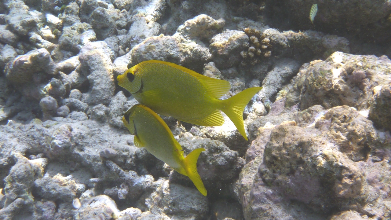 Korallen-Kaninchenfisch - Blue-spotted spinefoot - Siganus corallinus