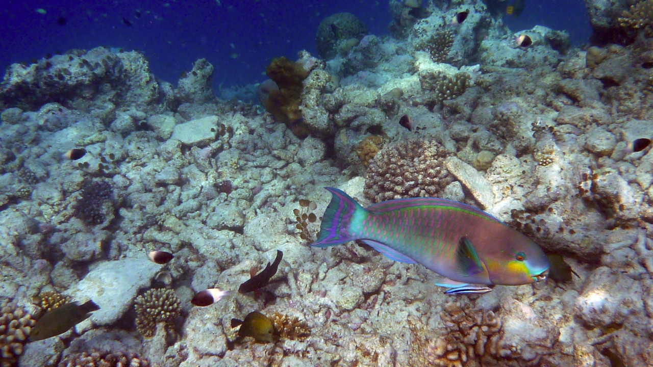 Nasenhöcker-Papageifisch - Ember parrotfish - Scarus rubroviolaceus