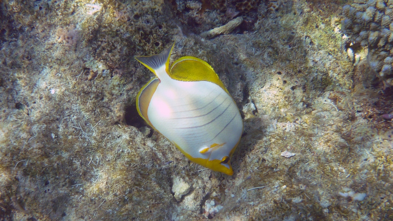 Gelbkopf-Falterfisch - Yellowhead butterflyfish - Chaetodon xanthocephalus