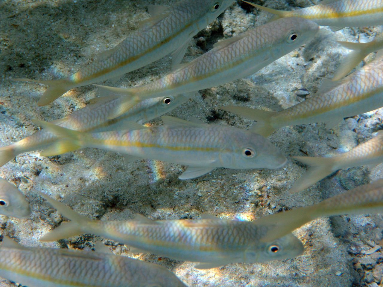 Gelbflossen-Barbe - Mulloidichthys vanicolensis