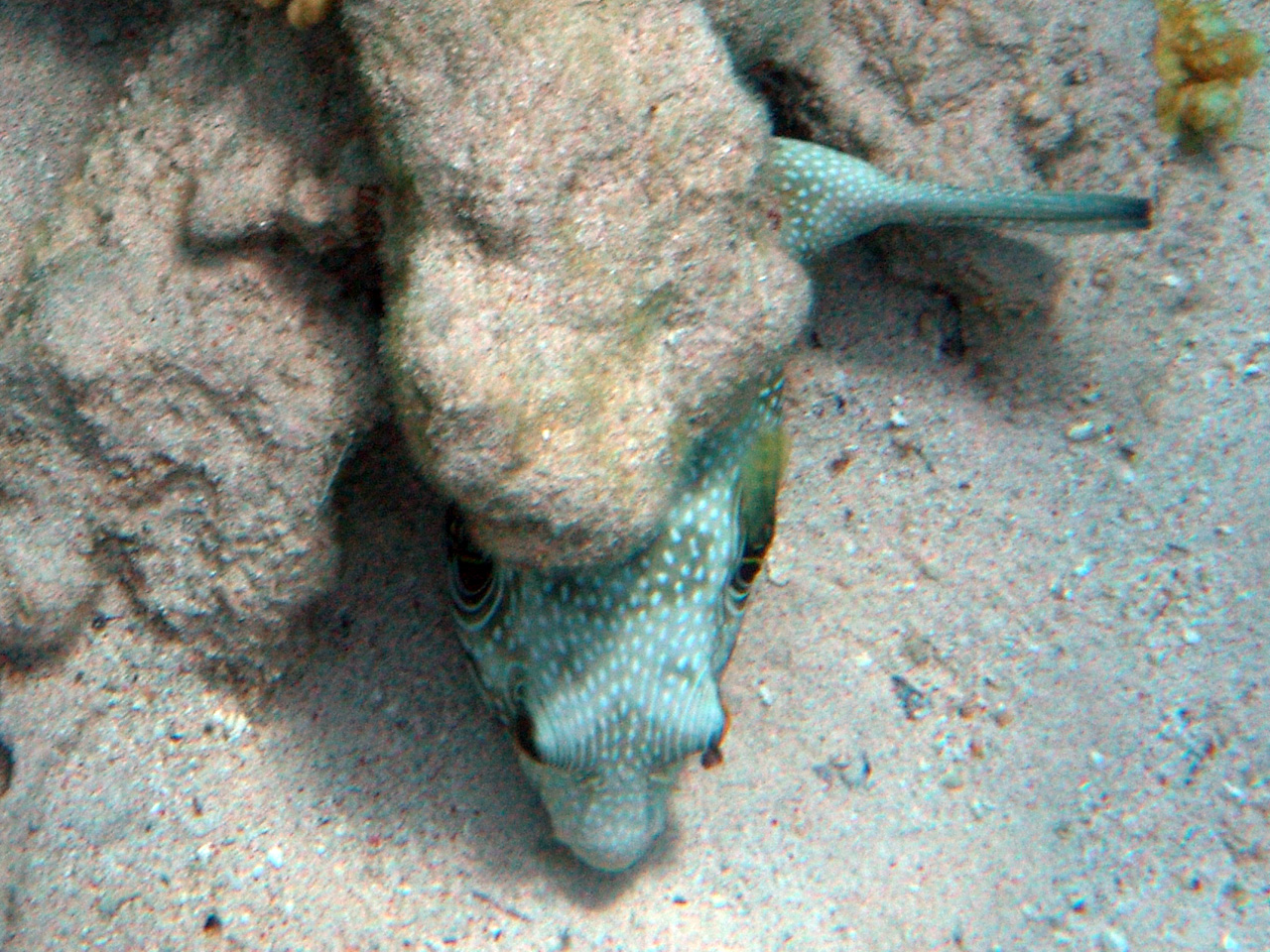 Weißfleck-Kugelfisch - Arothron hispidus
