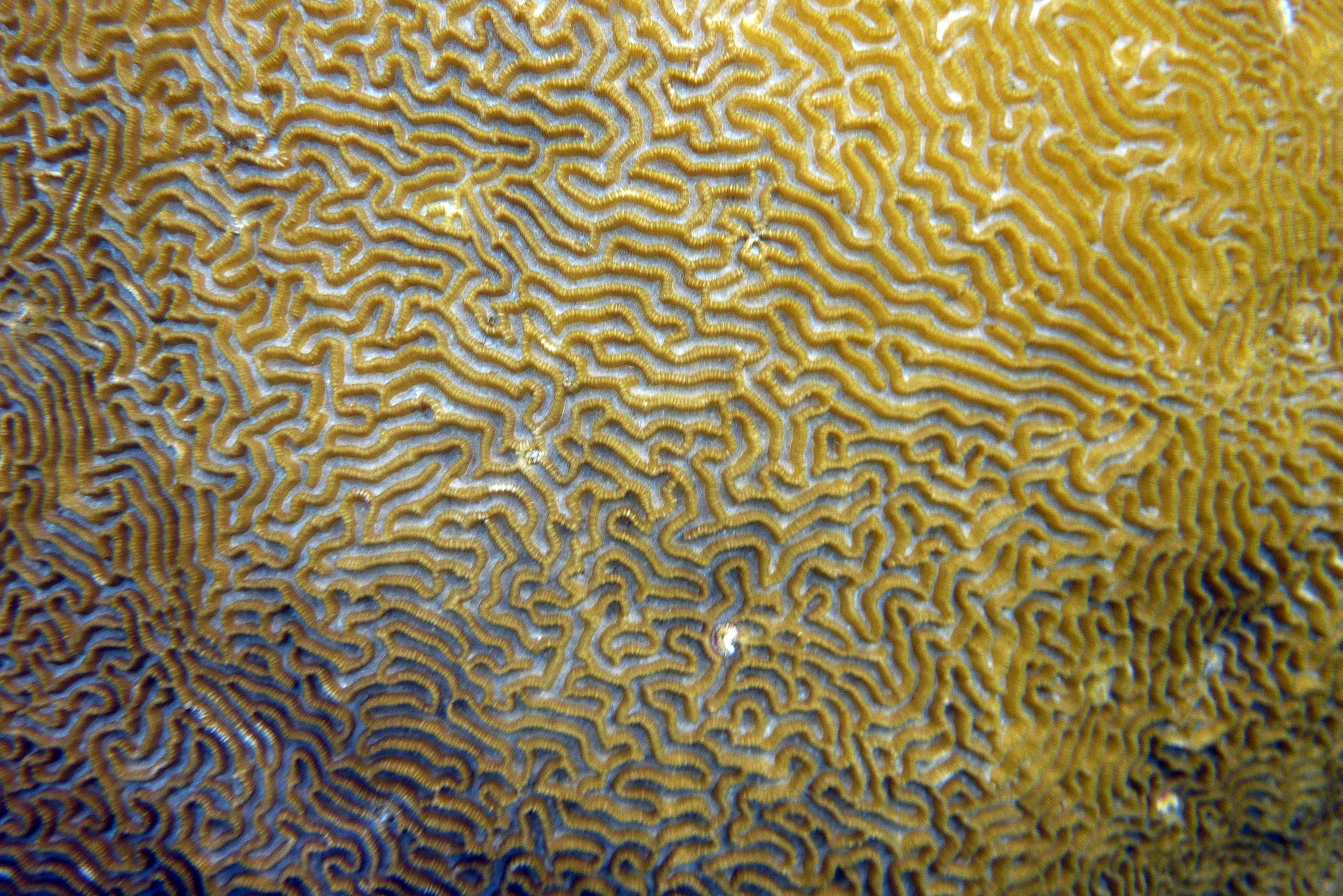 Koralle mit nettem Muster