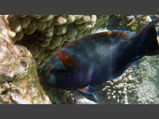 Schwarzer Papageifisch - Swarthy Parrotfish - Scarus niger