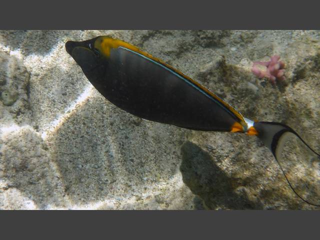 Gelbklingen-Nasendoktor - Orangespine unicornfish - Naso elegans