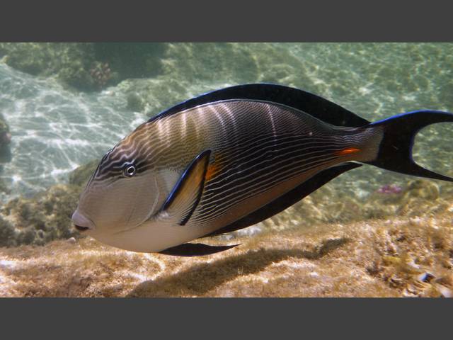 Arabischer Doktorfisch - Arabian Surgeonfish - Acanthurus sohal