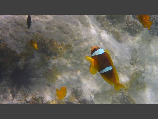 Rotmeer-Anemonenfisch - Red Sea Anemonefish - Amphiprion bicinctus