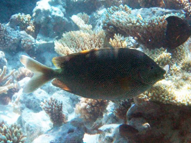 Tüpfel-Kaninchenfisch - Siganus stellatus