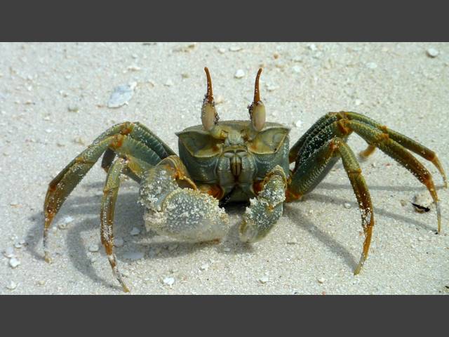 Eine Krabbe am Strand