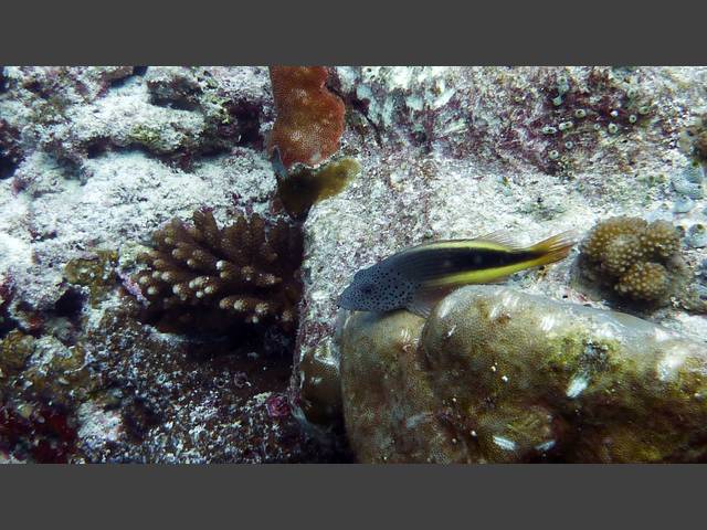 Gestreifter Korallenwächter - Paracirrhites forsteri