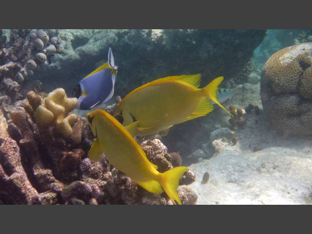 Korallen-Kaninchenfisch - Siganus corallinus