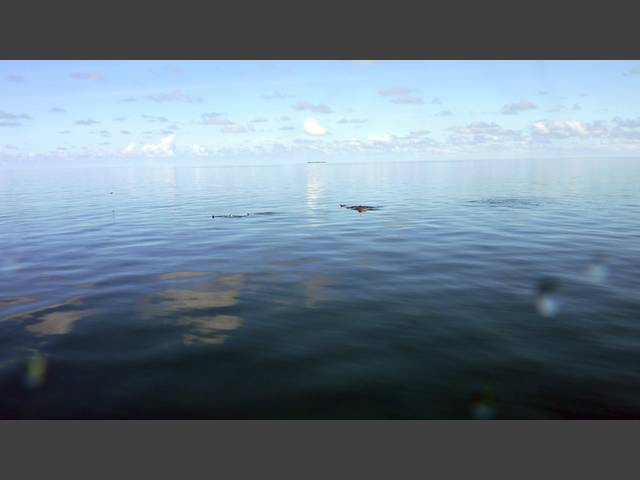 Delfine neben dem Boot
