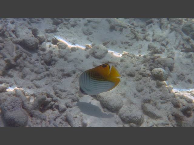 Fähnchen-Falterfisch - Threadfin butterflyfish - Chaetodon auriga
