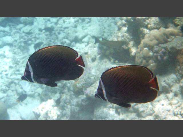 Halsband-Falterfisch - Redtail butterflyfish - Chaetodon collare