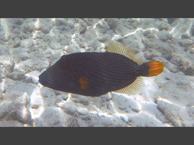 Orangestreifen-Drückerfisch - Orange-lined triggerfish - Balistapus undulatus