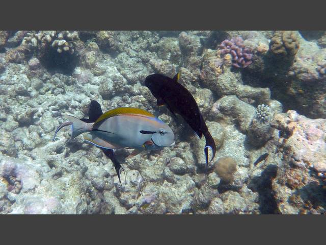 Schulterklappen-Doktorfisch - Epaulette surgeonfish - Acanthurus nigricauda