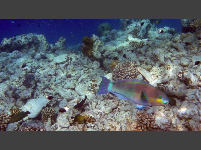 Nasenhöcker-Papageifisch - Ember parrotfish - Scarus rubroviolaceus