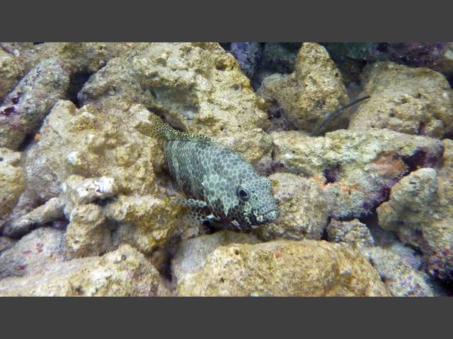 Vierfleck-Wabenbarsch - Foursaddle grouper - Epinephelus spilotoceps