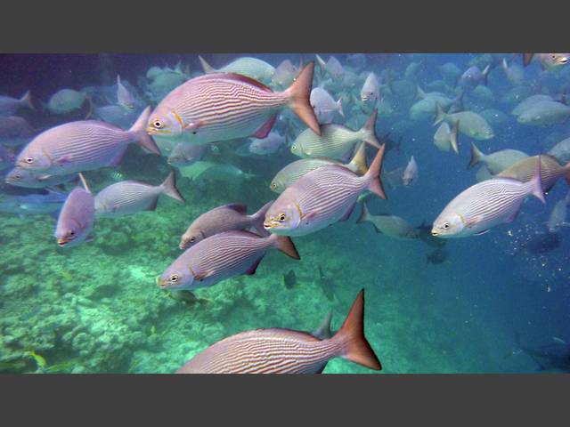 Messing-Ruderfisch - Brassy rudderfish - Kyphosus vaigiensis