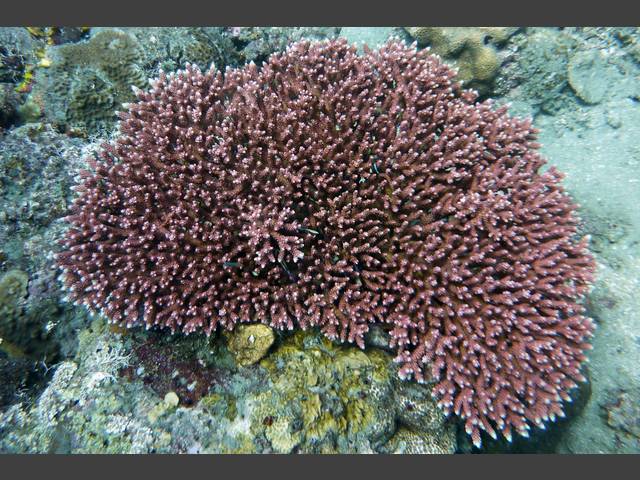 Steinkoralle - Hard coral