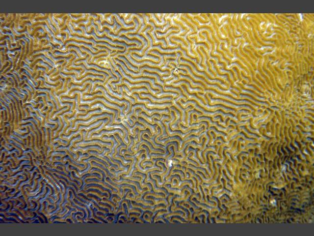 Koralle mit nettem Muster