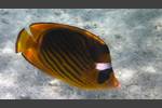 Tabak-Falterfisch - Striped Butterflyfish - Chaetodon fasciatus