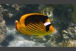 Tabak-Falterfisch - Striped Butterflyfish - Chaetodon fasciatus