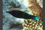 Blauer Vogelfisch - Gomphosus caeruleus