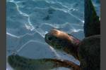 Suppenschildkröte - Chelonia mydas