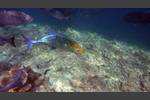 Blauflossen-Makrele - Bluefin trevally - Caranx melampygus