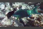 Kugelkopf-Papageifisch - Daisy parrotfish - Chlorurus sordidus