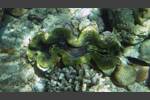 Riesenmuschel - Giant clam