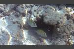 Gitter-Doktorfisch - Convict surgeonfish - Acanthurus triostegus