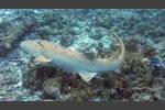 Gemeiner Ammenhai - Tawny nurse shark - Nebrius ferrugineus