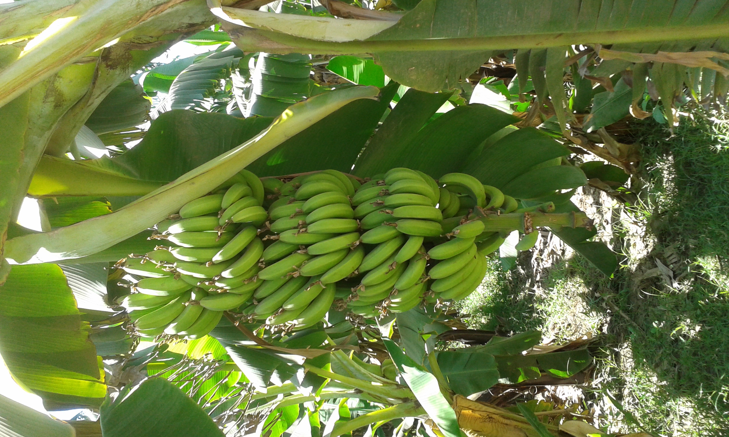 Auf der Bananeninsel