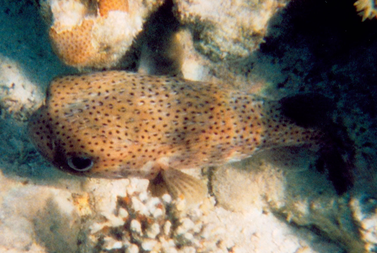 Gewöhnlicher Igelfisch - Diodon hystrix