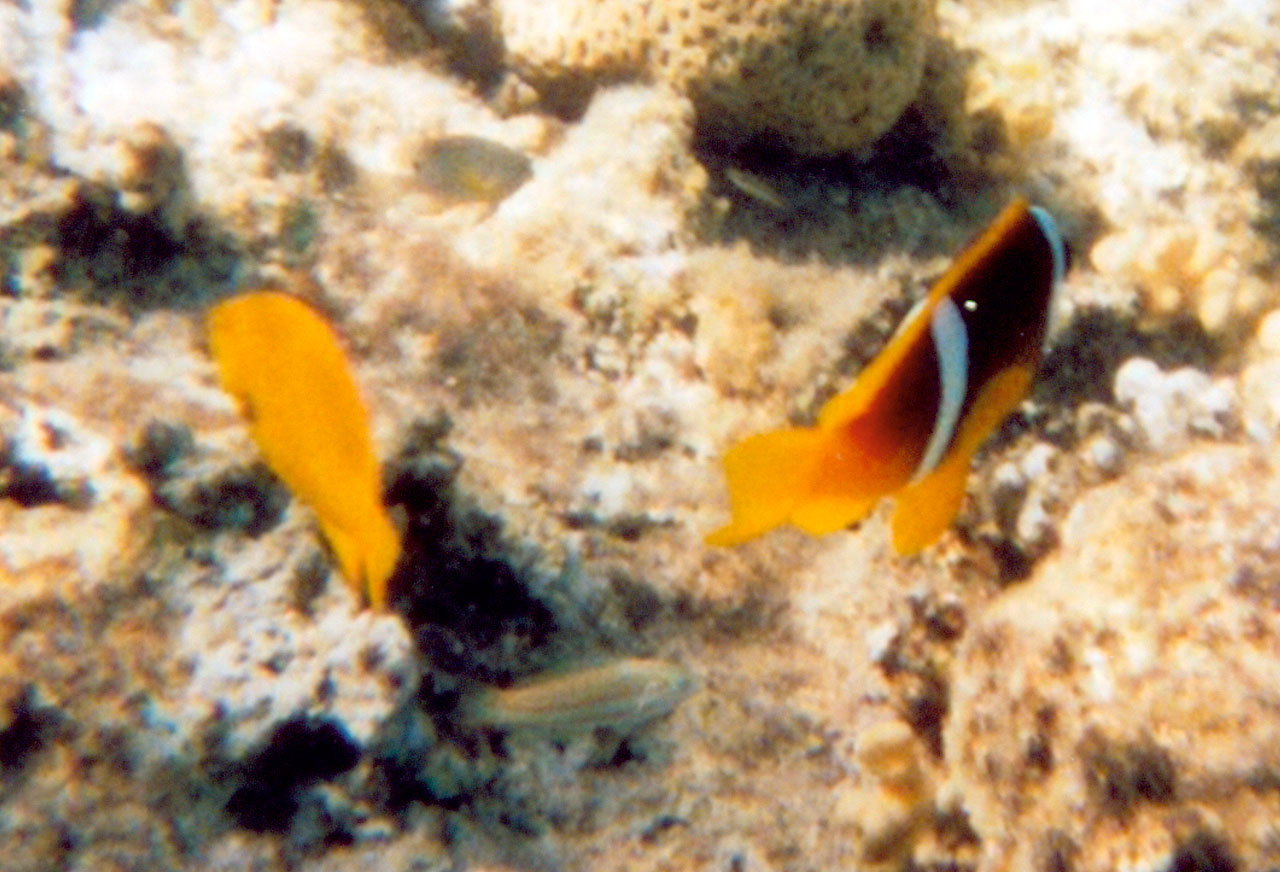 Demoiselle und Anemonenfisch