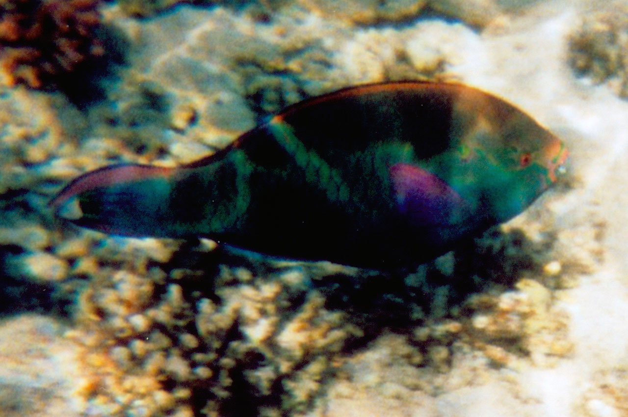 Schwarzer Papageifisch