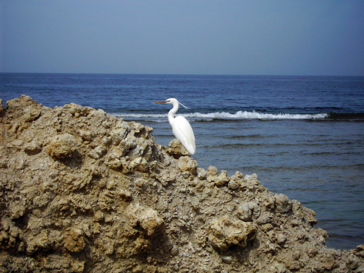 Der Strandwächter