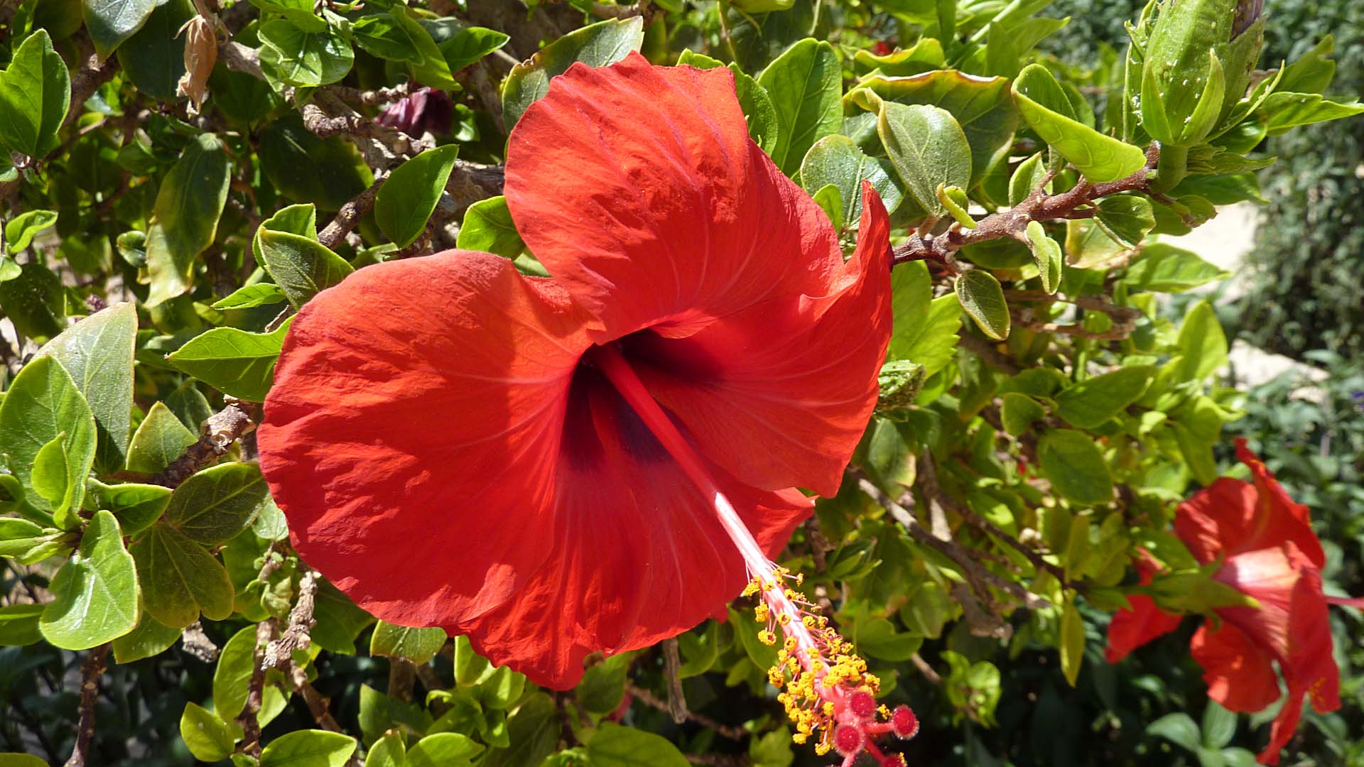 Hibiscus