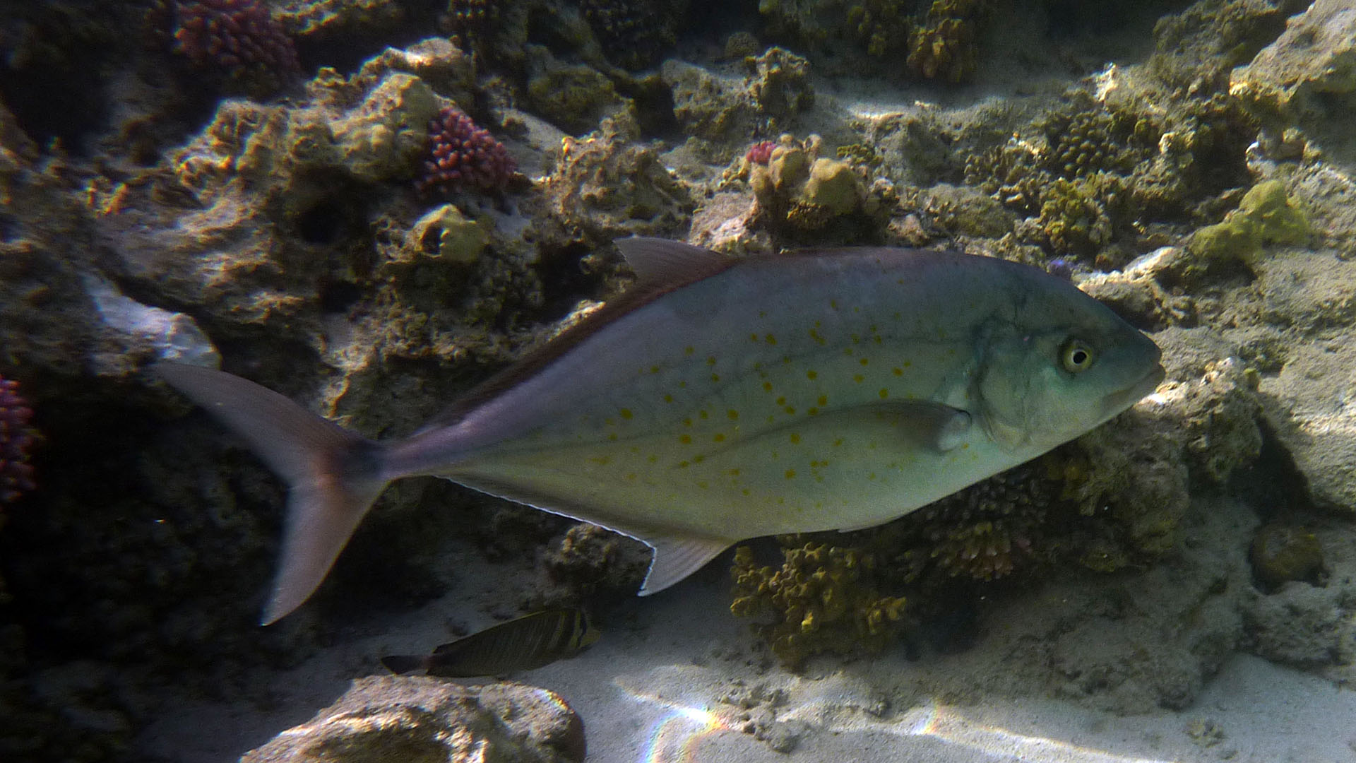 Gelbflecken-Makrele - Carangoides fulvoguttatus