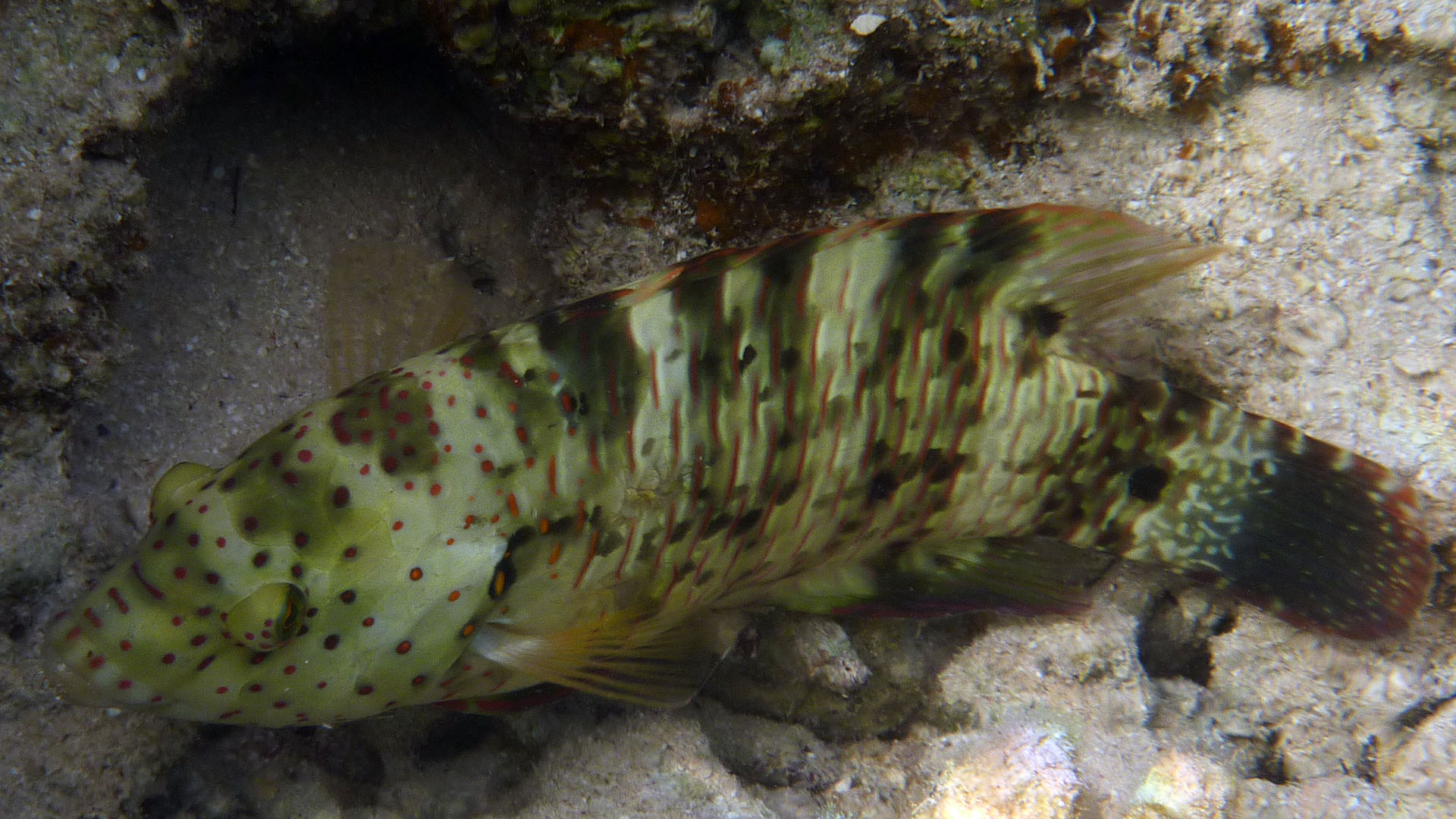 Besenschwanz-Prachtlippfisch - Cheilinus lunulatus - weib.